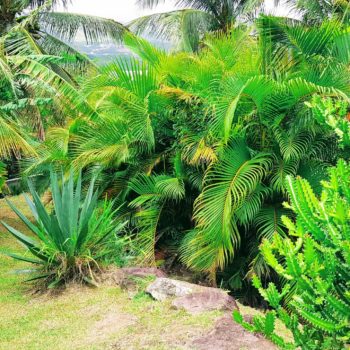 Jardin Diamant Vert Martinique