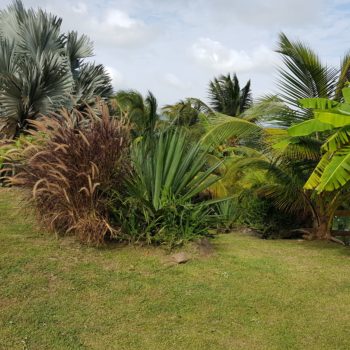 Jardin Diamant Vert Martinique